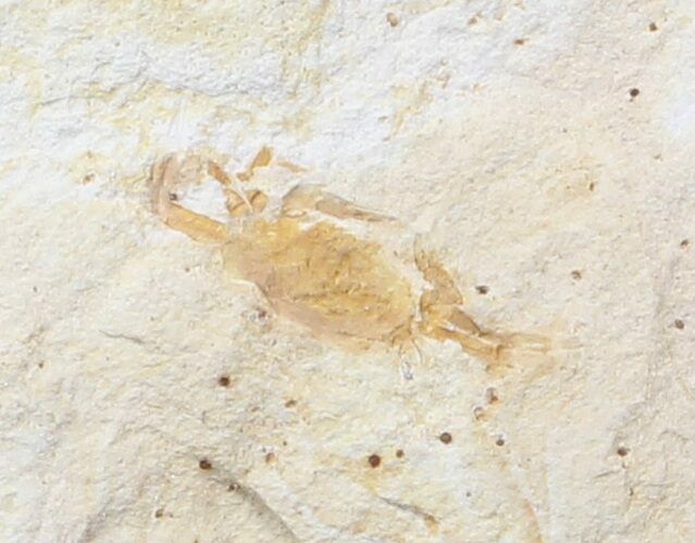 Fossil Pea Crab (Pinnixa) From California - Miocene #42940